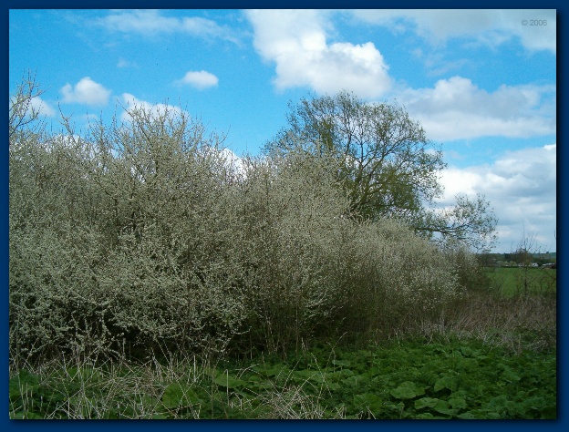 600x449 pixels (161K)